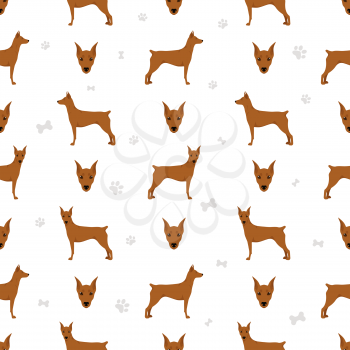 German pinscher seamless pattern. Different poses, coat colors set.  Vector illustration