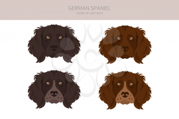 German spaniel clipart. Different poses, coat colors set.  Vector illustration