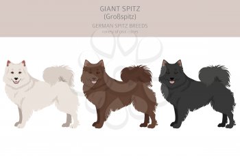 German spitz, Giant spitz clipart. Different poses, coat colors set.  Vector illustration