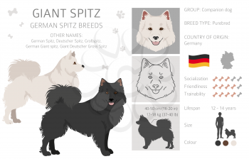 German spitz, Giant spitz clipart. Different poses, coat colors set.  Vector illustration