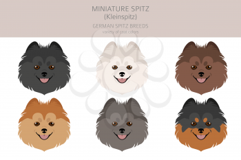 German spitz, Miniature spitz clipart. Different poses, coat colors set.  Vector illustration