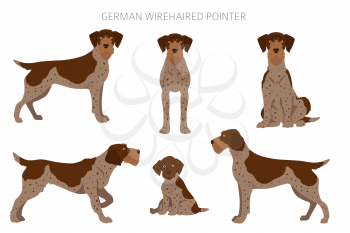German wirehaired pointer clipart. Different poses, coat colors set.  Vector illustration