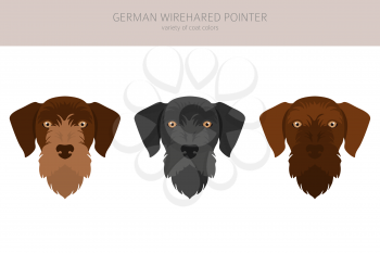 German wirehaired pointer clipart. Different poses, coat colors set.  Vector illustration