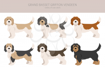 Grand basset griffon vendeen clipart. Different poses, coat colors set.  Vector illustration