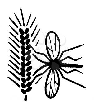 Royalty Free Clipart Image of a Bug on a Plant