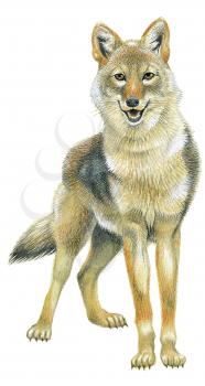 Royalty Free Clipart Image of a Wolf 