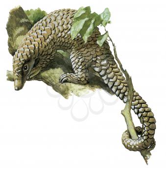 Royalty Free Clipart Image of an Armadillo