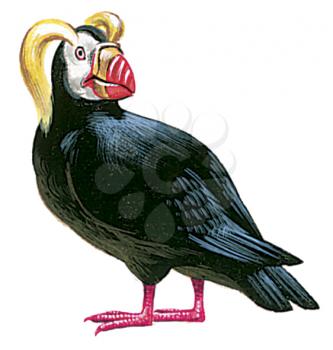 Royalty Free Clipart Image of a Puffin Bird 