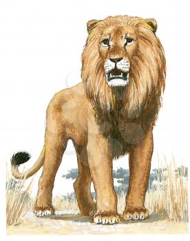 Royalty Free Clipart Image of a lion 