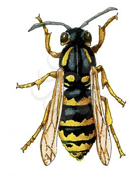 Royalty Free Clipart Image of a Bee 