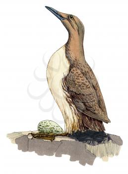 Royalty Free Clipart Image of a Nesting Duck 