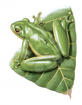 Royalty Free Clipart Image of a Tree Frog