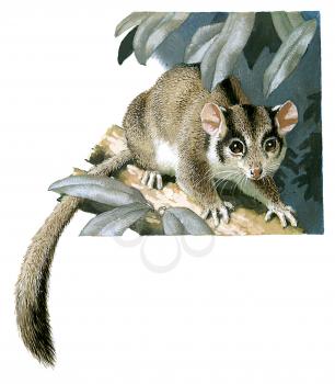 Royalty Free Clipart Image of a mouse lemur 