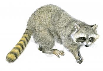 Royalty Free Clipart Image of a Raccoon 