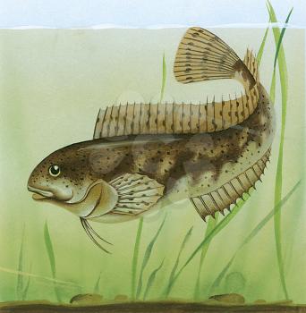 Royalty Free Clipart Image of a Pond Fish 