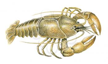 Royalty Free Clipart Image of a Golden Lobster 