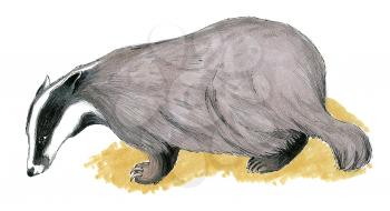 Royalty Free Clipart Image of a badger 