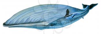 Royalty Free Clipart Image of a Blue Whale 