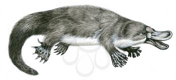 Royalty Free Clipart Image of a Platypus 