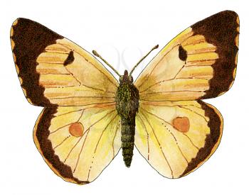 Royalty Free Clipart Image of a Clouded Yellow butterfly 