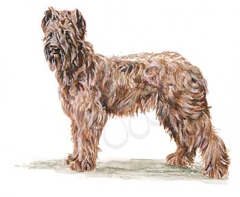 Royalty Free Clipart Image of a Briard Dog  