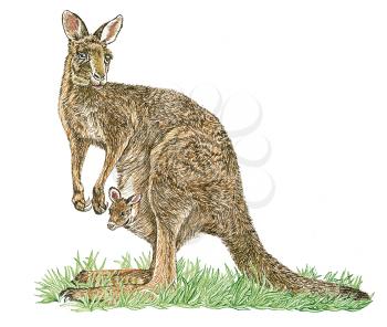 Royalty Free Clipart Image of a Kangaroo with her Baby Joey 