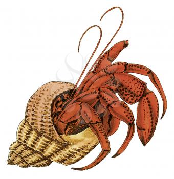 Royalty Free Clipart Image of a Hermit Crab 
