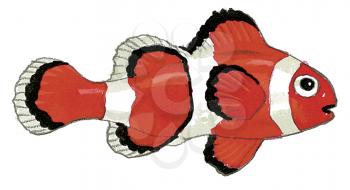 Royalty Free Clipart Image of a Clown Fish 