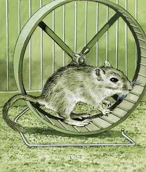 Royalty Free Clipart Image of a Pet Gerbil