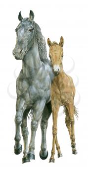 Royalty Free Clipart Image of a Horse and her Foal 