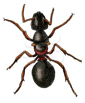Royalty Free Clipart Image of an Ant 