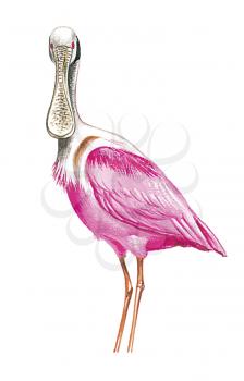 Royalty Free Clipart Image of a Roseate Spoonbill Bird 