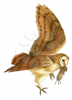 Royalty Free Clipart Image of a Tawny Owl Catching his Mouse Dinner