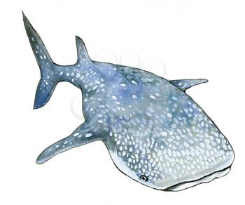 Royalty Free Clipart Image of a Whale Shark 