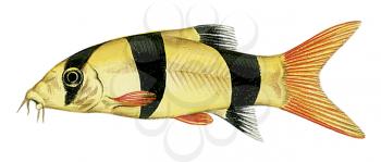 Royalty Free Clipart Image of a Clown Loach Fish 