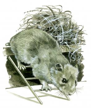 Royalty Free Clipart Image of a Hamster