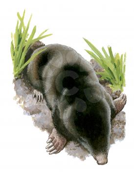 Royalty Free Clipart Image of a Mole 