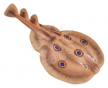 Royalty Free Clipart Image of a Torpedo Fish 