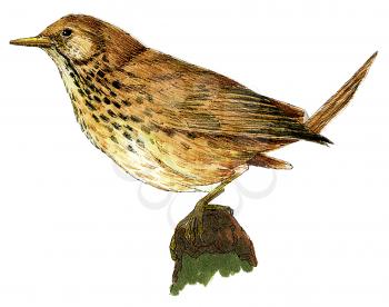 Royalty Free Clipart Image of a Savannah Sparrow Bird 