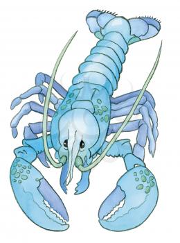 Royalty Free Clipart Image of a Blue Lobster