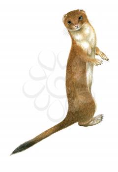 Royalty Free Clipart Image of a Weasel 