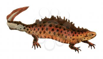 Royalty Free Clipart Image of a Dragon Lizard