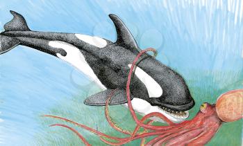 Royalty Free Clipart Image of a Killer Whale & a squid 