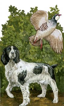 Royalty Free Clipart Image of a English Pointer Dog and a Quail bird 