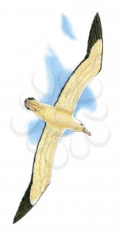 Royalty Free Clipart Image of a Seagull Bird 