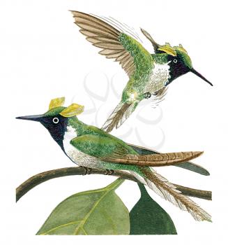 Royalty Free Clipart Image of hummingbirds 