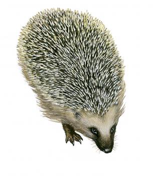 Royalty Free Clipart Image of a Hedgehog 
