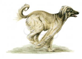 Royalty Free Clipart Image of an Afghan Hound 