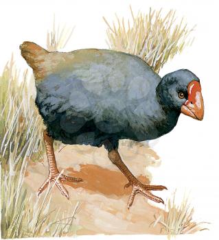 Royalty Free Clipart Image of a Gallinule Bird