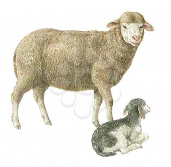 Royalty Free Clipart Image of a Sheep and Her Lamb